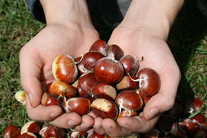 An Oklahoma Chestnut